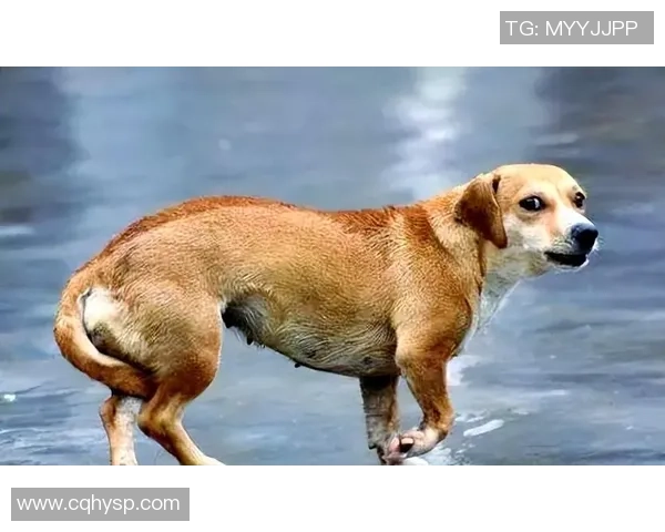 足球狗的含义解析及其在网络文化中的流行趋势探讨